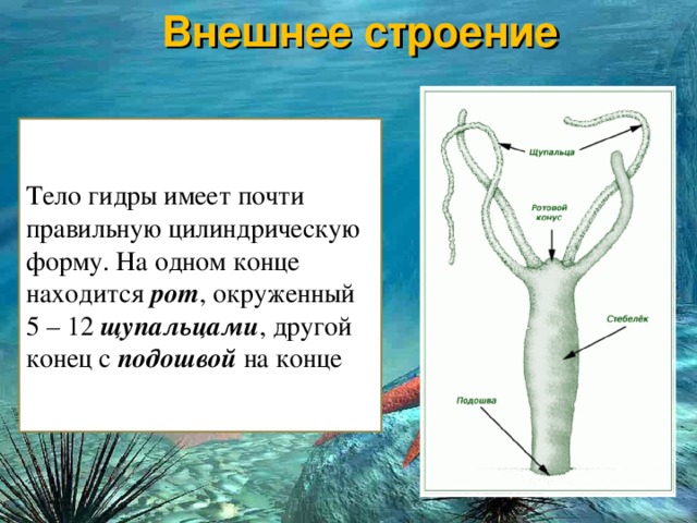 Как зайти на кракен через айфон